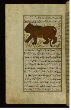 A Lion