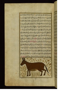 A Mule