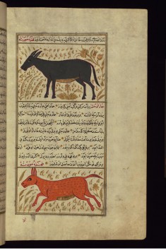 A Donkey and a Wild Ass