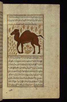 A Camel