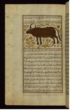 A Cow or a Bull