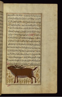 A Wild Cow or Bull
