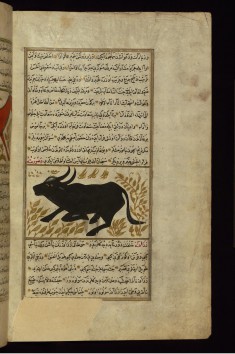 A Buffalo
