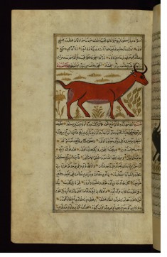A Giraffe