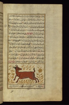 A Gazelle