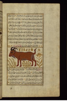 A Wild Goat
