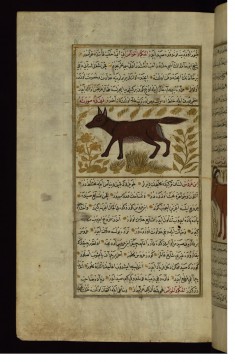 A Jackal