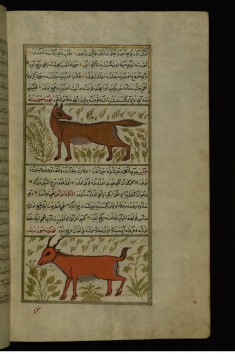 A Fox and a Young Billy Goat