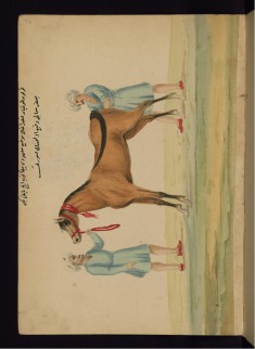 Washing a Mare