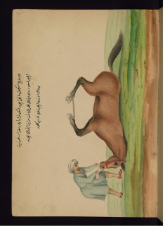 Healing a Horse Suffering from Colic with Old Wine and Olive Oil