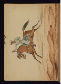 Horse Training
