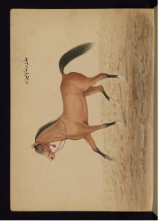 A Healthy Horse