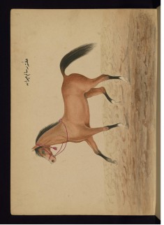 A Healthy Horse