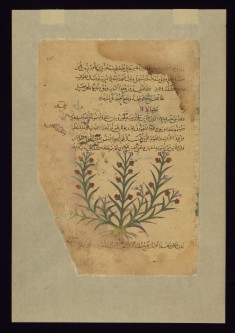 Thymelaea (Spurge-laurel)