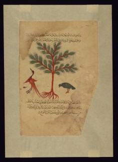 A Type of Thymelaea Called al-sarwi