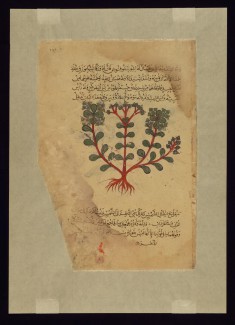 A Type of Thymelaea Called ilyusqufinus