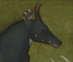 Single Leaf of a Nilgai