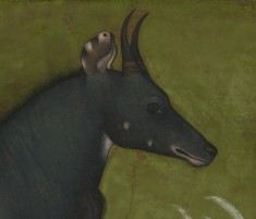 Single Leaf of a Nilgai