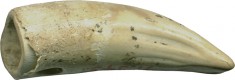 tooth