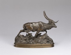 Java Deer