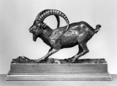 Frightened Goat