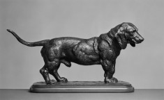 Basset Standing with Head Turned to the Right