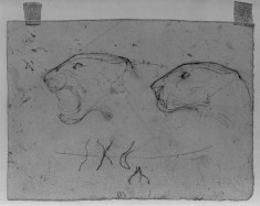 Two Heads of a Lioness