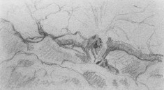 Landscape with Old Tree and Rocks