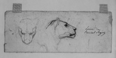Sketches of Head of Lioness