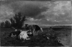 Cattle