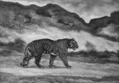 Tiger Walking