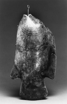Tilapia Fish