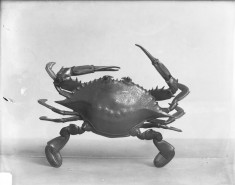 Crab