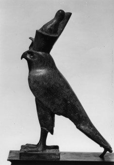 Hawk
