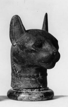 Cat's Head