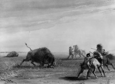 Buffalo Turning on His Pursuers