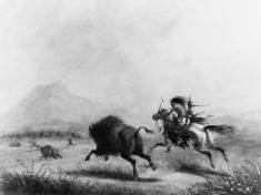 Buffalo Chase by a Female