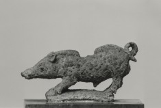 Wild Boar