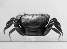 Crab Box