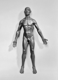 Anatomical Figure of a Man