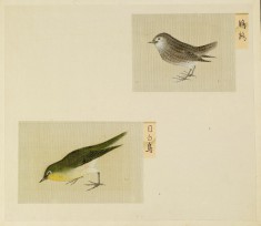 Leaf from Album Depicting Small Birds