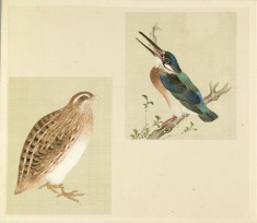 Leaf from Album Depicting Small Birds