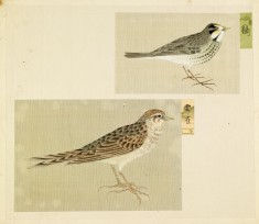 Leaf from Album Depicting Small Birds