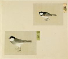 Leaf from Album Depicting Small Birds