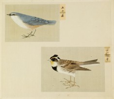 Leaf from Album Depicting Small Birds