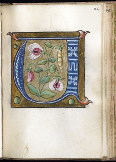 Leaf from Alphabet Book