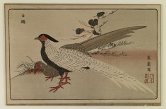 Reproduction: Pair of White Pheasants