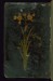 Thumbnail: Binding from Five Poems (Quintet)