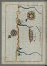Thumbnail: Map of the Town of Urbino and the Surrounding Area