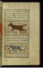 Thumbnail: A Wolf and a Gray Squirrel